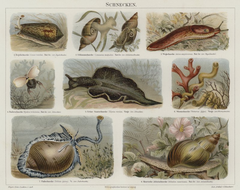 Snails (colour litho) 作者 德国学校