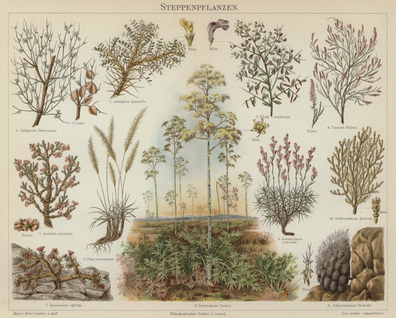 草原植物（彩色石印 作者 德国学校