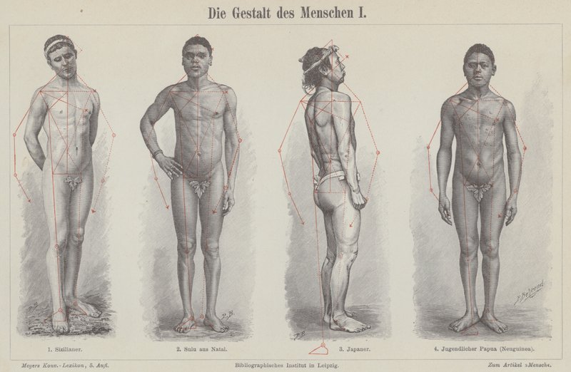 The human figure (engraving) 作者 德国学校