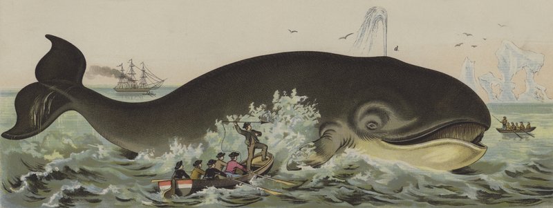 Whaling (colour litho) 作者 德国学校