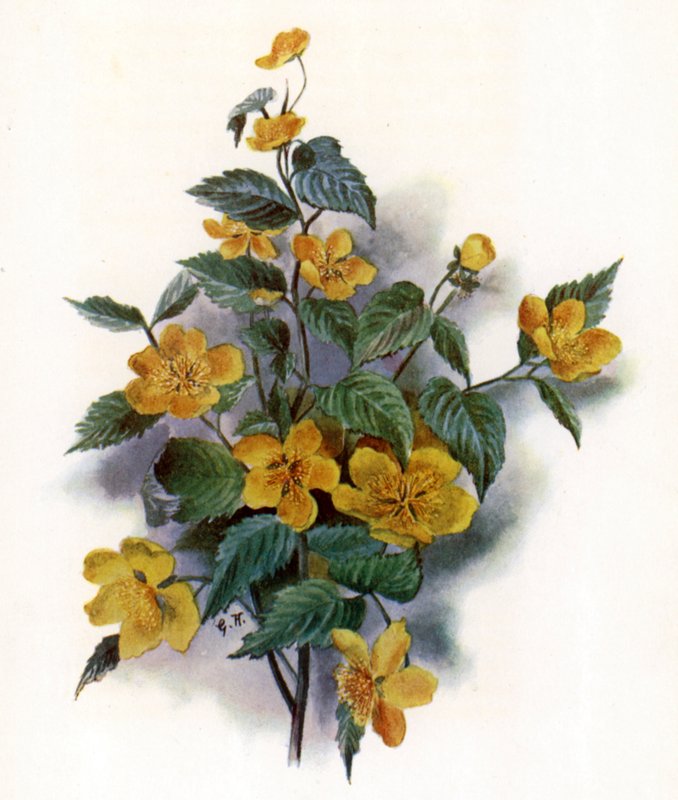 Kerria Japonica 作者 格特鲁德·汉密尔顿
