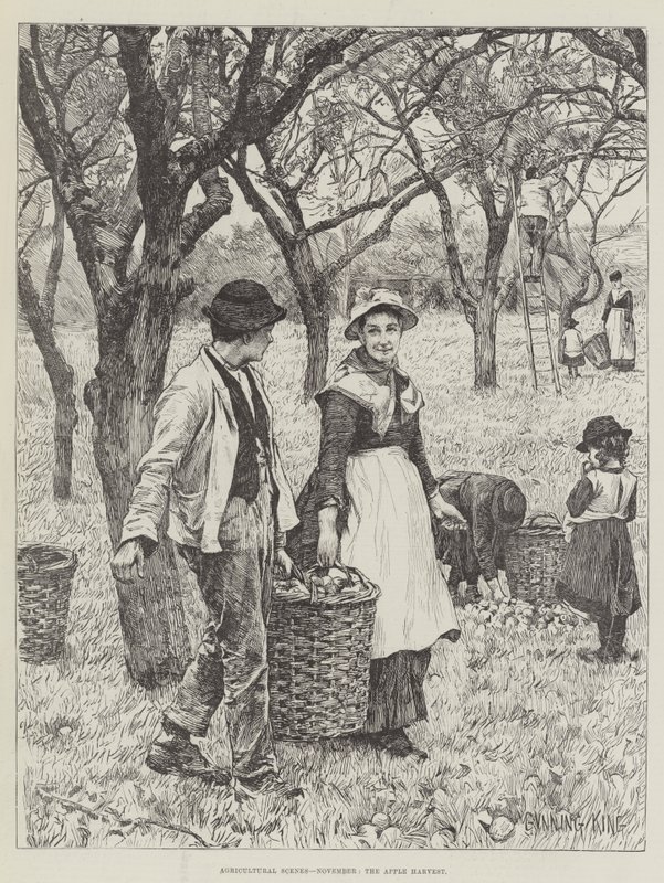 农业场景，十一月，Apple Harvest 作者 枪王