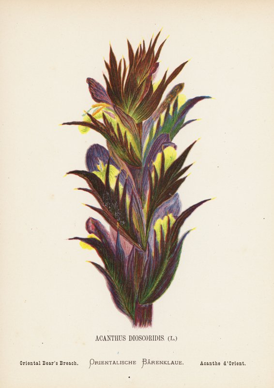 圣地的野花Acanthus Dioscoridis; Oriental Bear