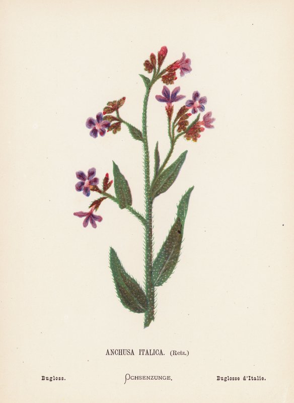 圣地的野花Anchusa Italica, Retz; Bugloss（彩色版画） 作者 汉娜·泽勒
