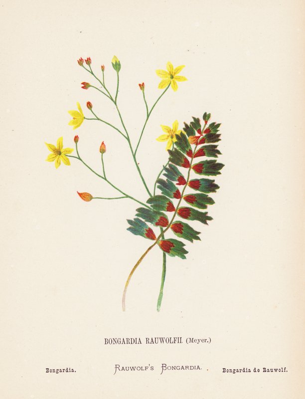 圣地的野花Bongardia Rauwolfii，Meyer；Bongardia（彩色版画） 作者 汉娜·泽勒