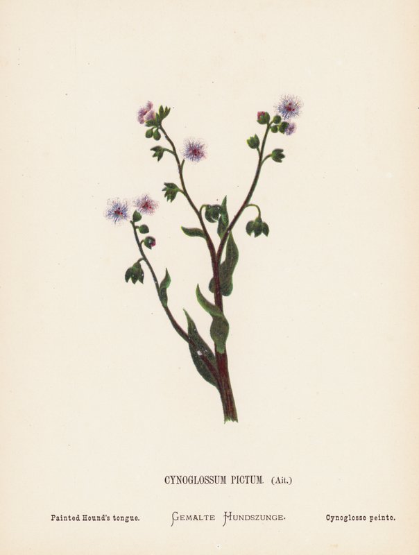 圣地的野花Cynoglossum Pictum, Ait；彩绘猎犬之舌（彩色雕刻） 作者 汉娜·泽勒