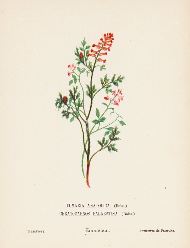 圣地的野花Fumaria Anatolica, Boiss, Ceratocapnos Palaestina, Boiss; Fumitory（彩色版画） 作者 汉娜·泽勒
