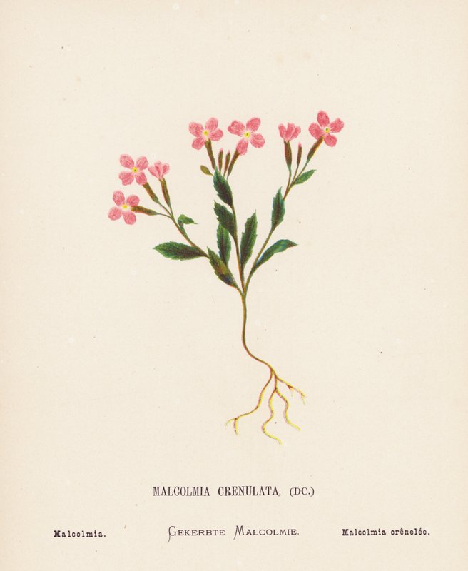 圣地的野花Malcolmia Crenulata；Malcolmia（彩色版画） 作者 汉娜·泽勒