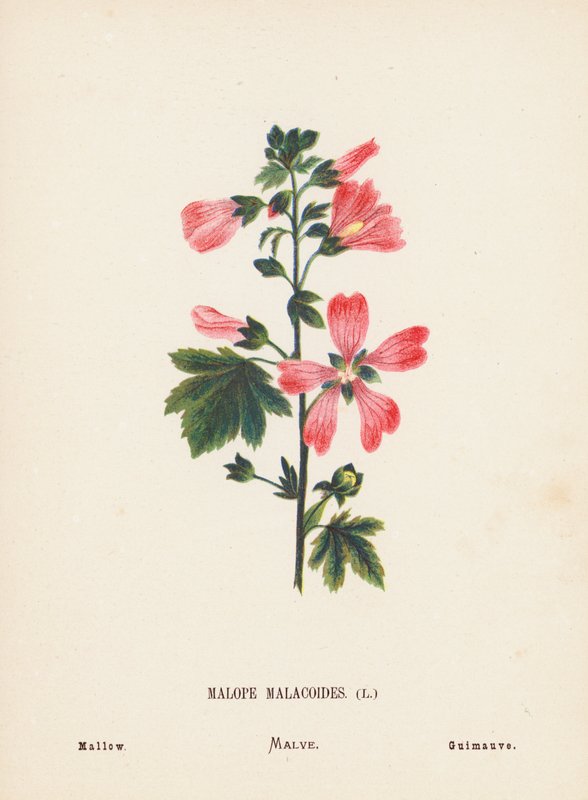 圣地的野花Malope Malacoides；锦葵（彩色版画） 作者 汉娜·泽勒