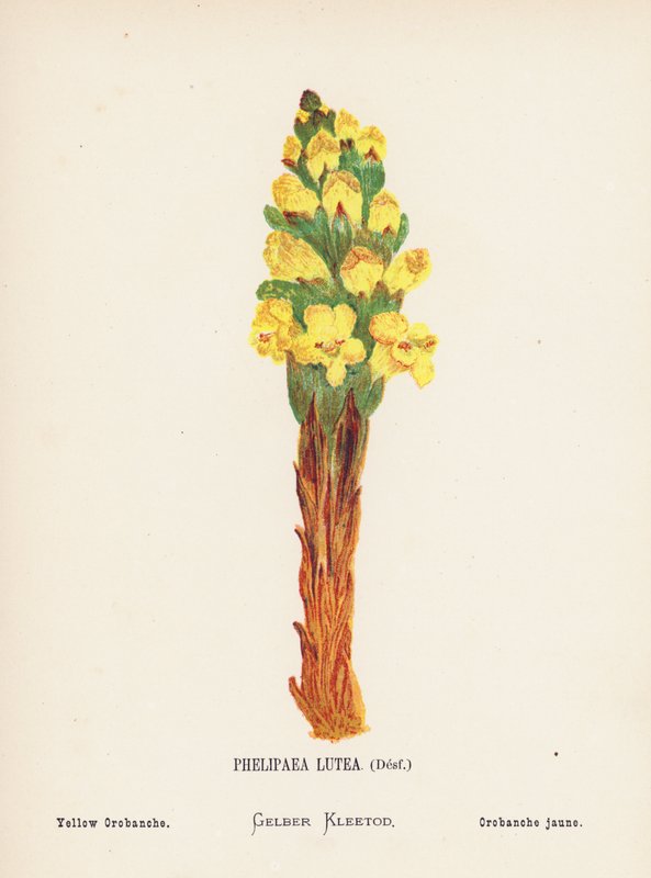 圣地的野花Phelipaea Lutea, Desf; Yellow Orobanche（彩色版画） 作者 汉娜·泽勒