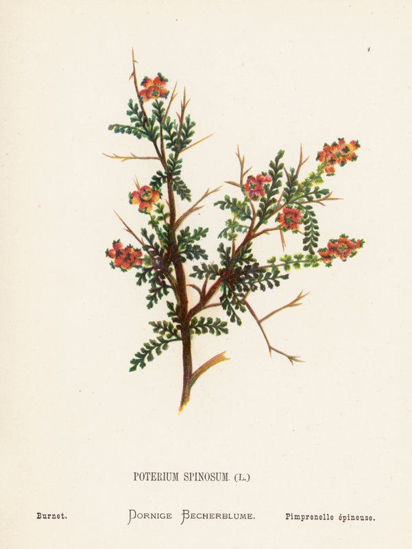 圣地的野花Poterium Spinosum; Burnet（彩色雕刻） 作者 汉娜·泽勒