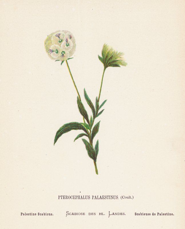 圣地的野花Pterocephalus Palaestinus, Coult; Palestine Scabious（彩色版画） 作者 汉娜·泽勒