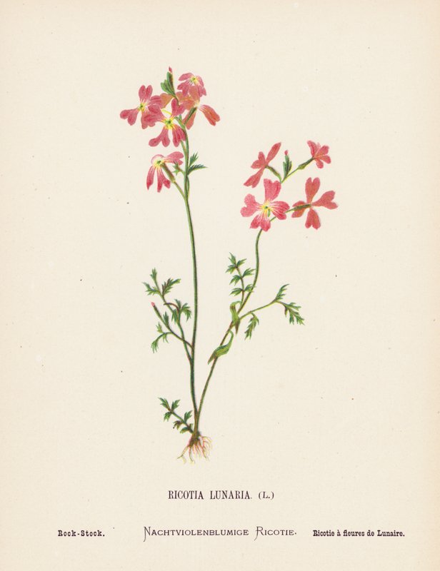 圣地的野花Ricotia Lunaria；Rock-Stock（彩色雕刻） 作者 汉娜·泽勒