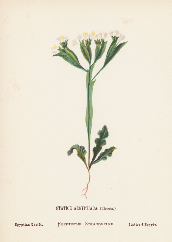 圣地的野花Statice Aegyptiaca, Thouin; Egyptian Thrift（彩色版画） 作者 汉娜·泽勒