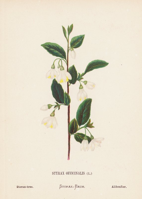 圣地的野花Styrax Officinalis；Storax-tree（彩色版画） 作者 汉娜·泽勒