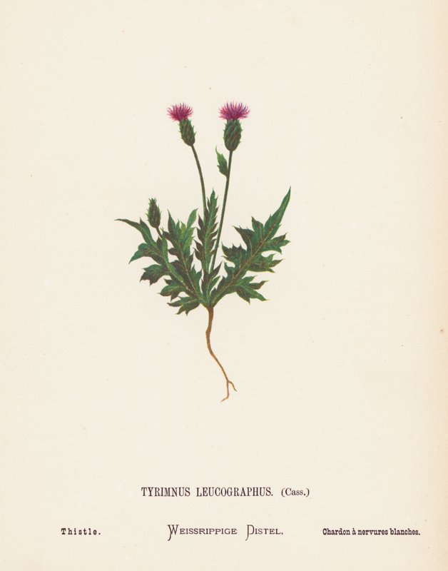 圣地的野花Tyrimnus Leucographus，Cass；蓟（彩色雕刻） 作者 汉娜·泽勒