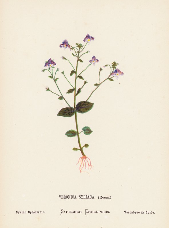 圣地的野花圣地野花：Veronica Syriaca，Roem；叙利亚速生草（彩色版画） 作者 汉娜·泽勒