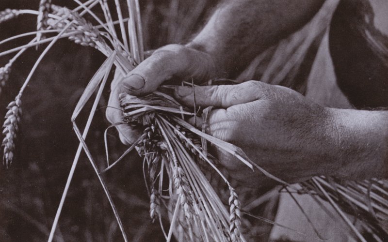 制作稻草带（黑白照片） 作者 哈罗德·伯德金