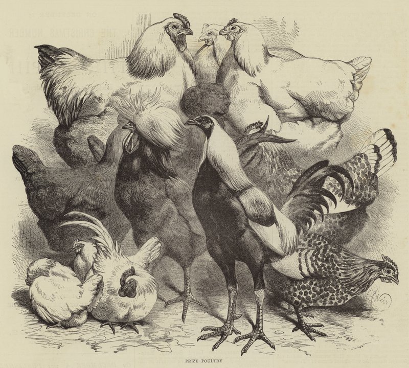 Birmingham Show，Prize Poultry 作者 哈里森·威廉·威尔