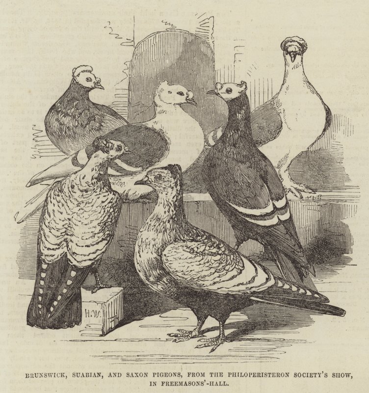 Brunswick，Suabian和Saxon Pigeons，来自Philoperisteron社会的展览，在Freemasons&39;-Hall 作者 哈里森·威廉·威尔