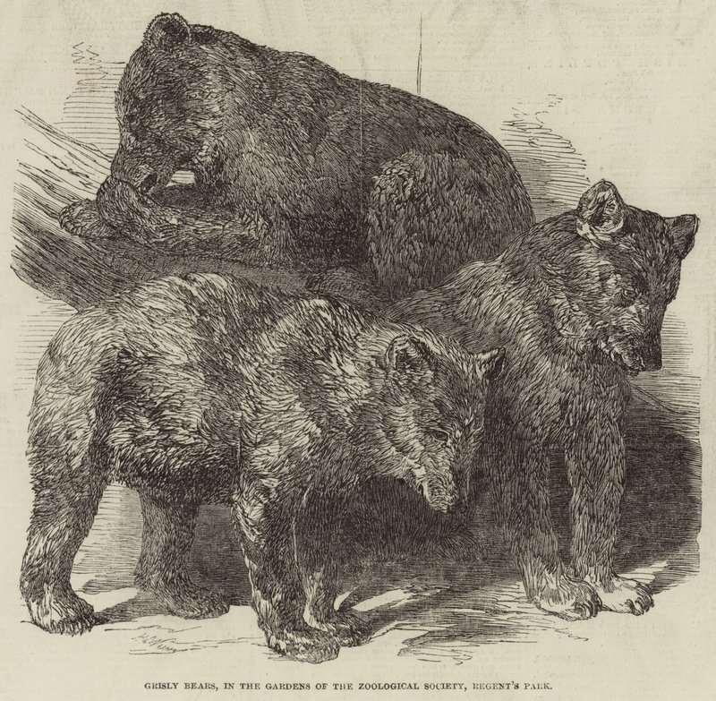 Grisly Bears，在动物园的花园里，摄政公园 作者 哈里森·威廉·威尔