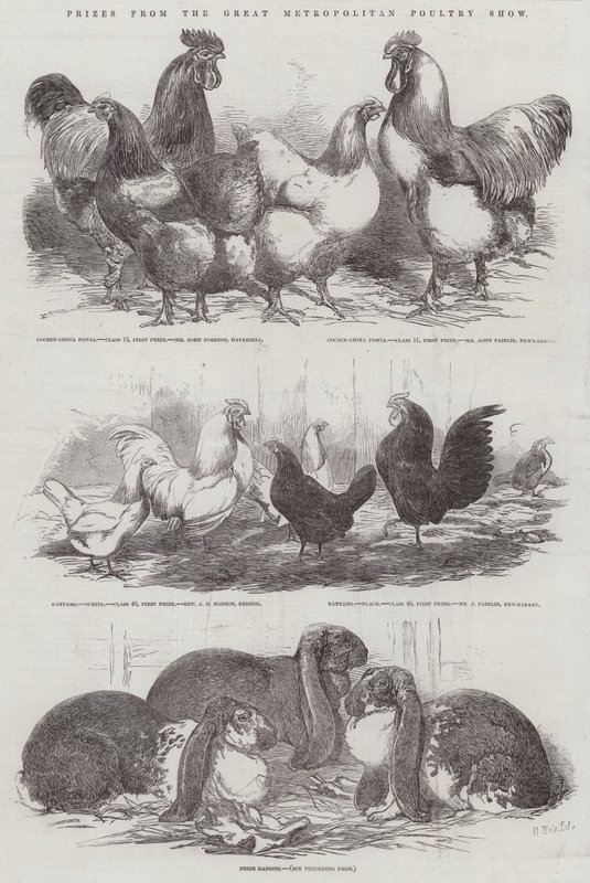 来自Great Metropolitan Poultry Show的奖品 作者 哈里森·威廉·威尔