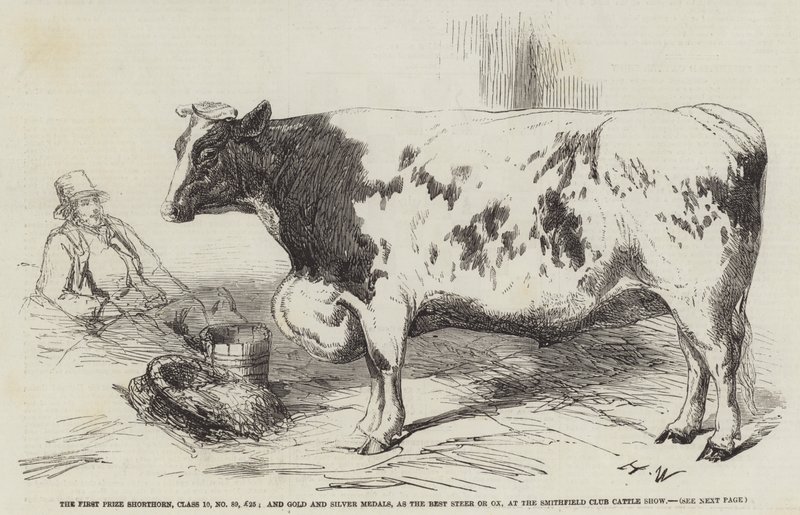 一等奖Shorthorn，Class 10，No 89，£25;史密斯菲尔德俱乐部牛展上获得金奖和银奖，作为最佳转向或牛 作者 哈里森·威廉·威尔