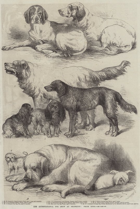 伊斯灵顿国际犬展，奖犬 作者 哈里森·威廉·威尔