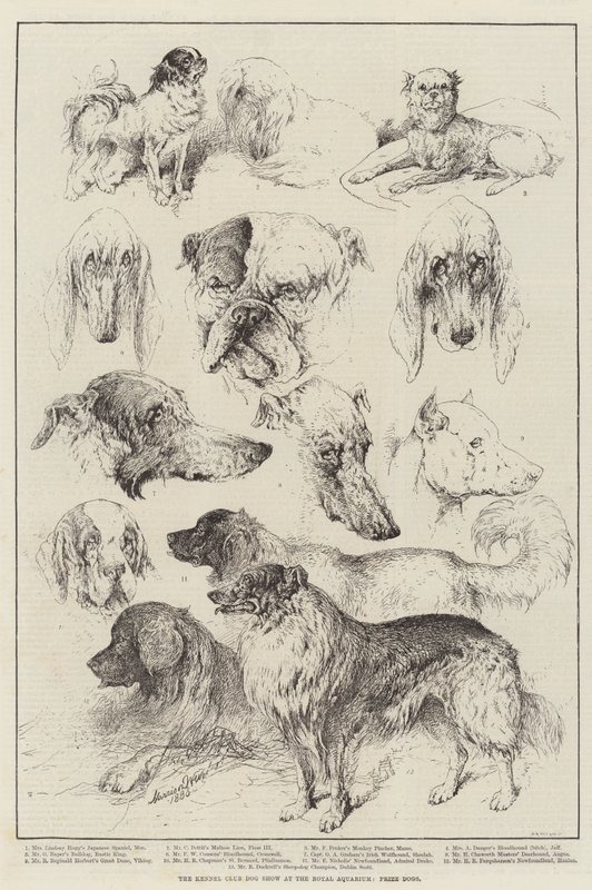 在皇家水族馆，奖犬的狗窝俱乐部狗展 作者 哈里森·威廉·威尔