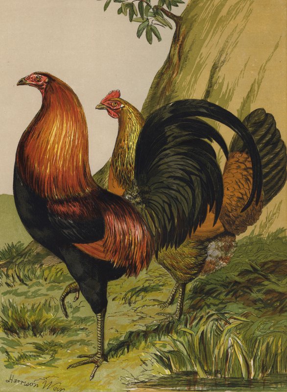 黑胸红游戏（chromolitho） 作者 哈里森·威廉·威尔