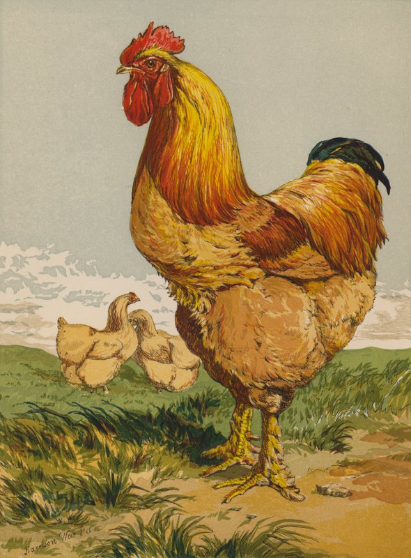 浅黄色 Cochin 公鸡 (chromolitho) 作者 哈里森·威廉·威尔