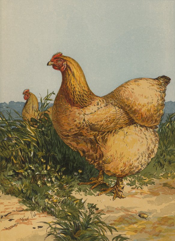 Buff Cochin Hen (chromolitho) 作者 哈里森·威廉·威尔