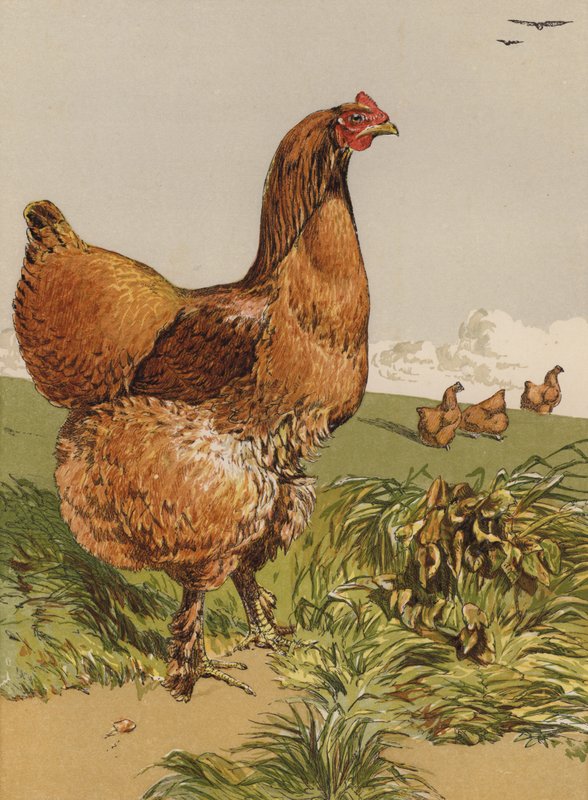 肉桂交趾母鸡（chromolitho） 作者 哈里森·威廉·威尔