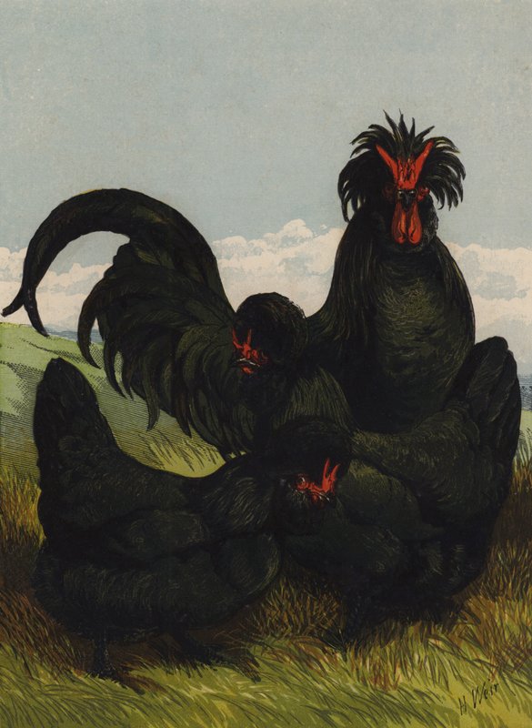 Creve Coeur (chromolitho) 作者 哈里森·威廉·威尔