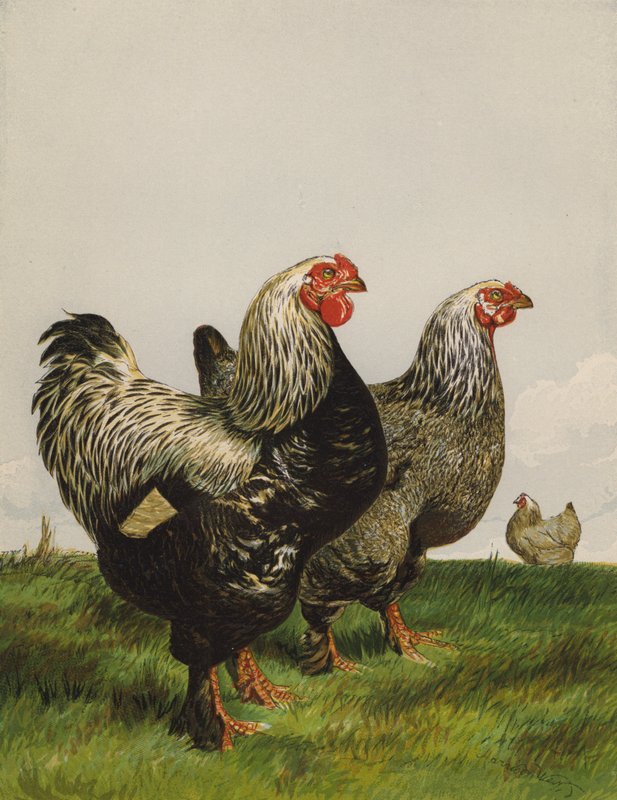 Dark Brahmas (chromolitho) 作者 哈里森·威廉·威尔