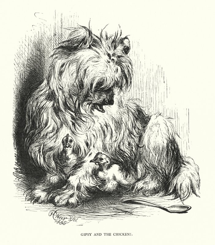 Gipsy and the chicken (engraving) 作者 哈里森·威廉·威尔