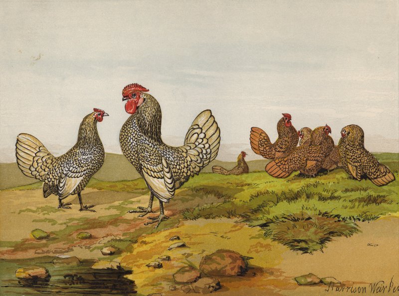 金色和银色系带矮脚鞋（chromolitho） 作者 哈里森·威廉·威尔