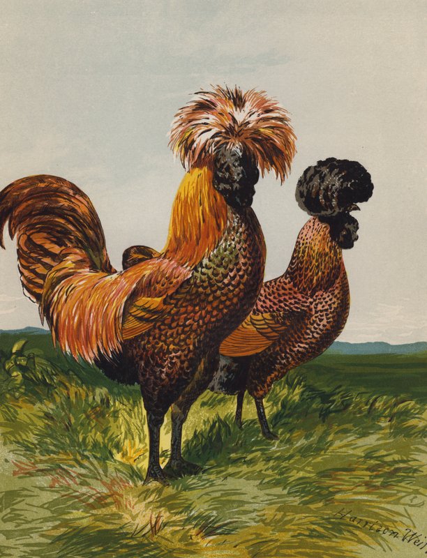 金条波兰（chromolitho） 作者 哈里森·威廉·威尔