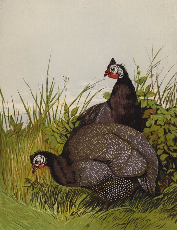 Guinea Fowls (chromolitho) 作者 哈里森·威廉·威尔