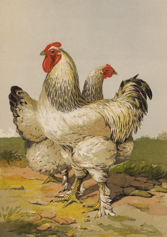 轻梵天（chromolitho） 作者 哈里森·威廉·威尔