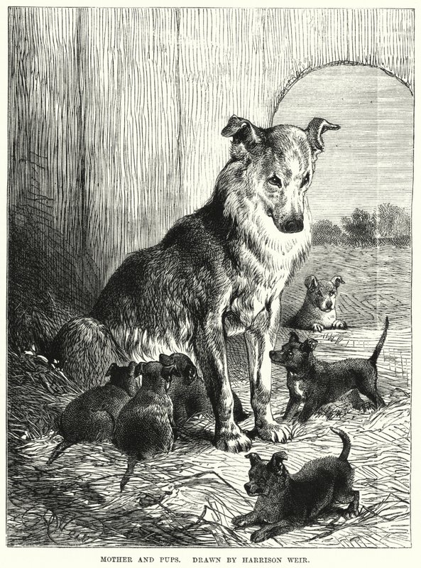 Mother and Pups (engraving) 作者 哈里森·威廉·威尔