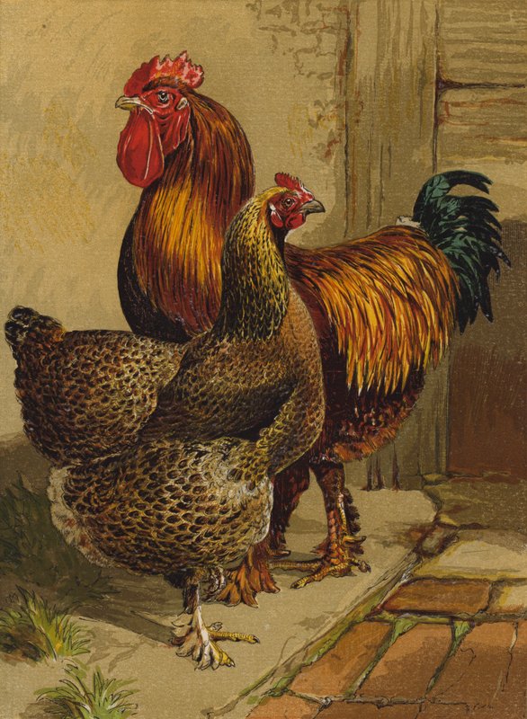 鹧鸪科钦斯 (chromolitho) 作者 哈里森·威廉·威尔