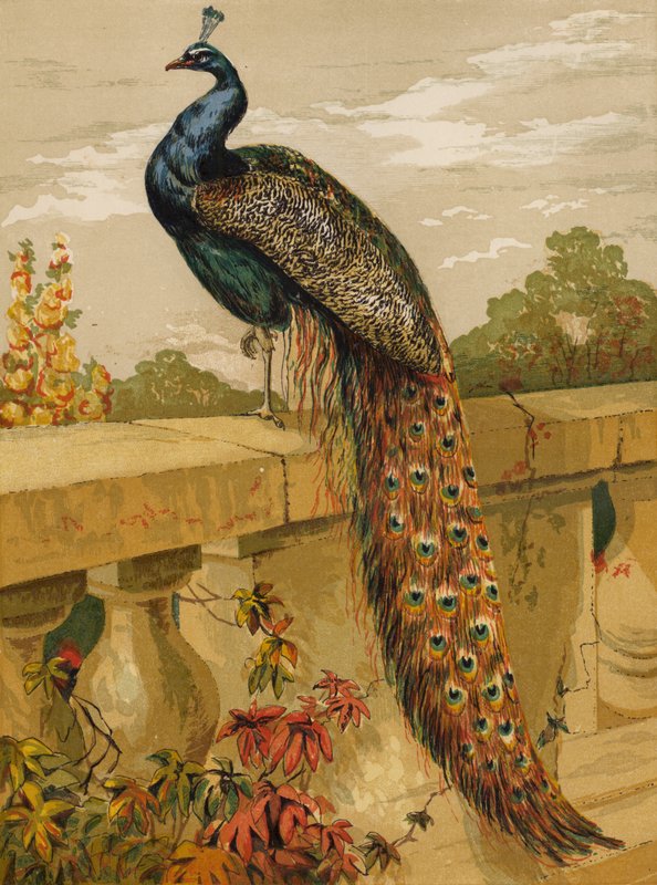 孔雀 (chromolitho) 作者 哈里森·威廉·威尔