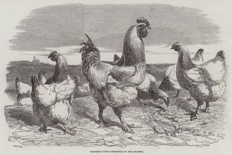 Shanghae Fowls送给女王陛下 作者 哈里森·威廉·威尔