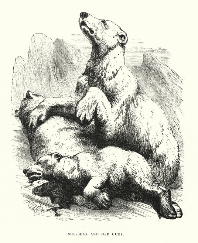 She-bear and her cubs (engraving) 作者 哈里森·威廉·威尔