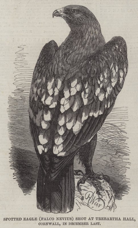 斑点鹰（Falco Nevius）射击在Trebartha霍尔，康沃尔郡，在12月末 作者 哈里森·威廉·威尔