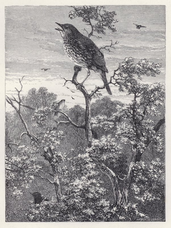 The Concert of Birds (engraving) 作者 哈里森·威廉·威尔