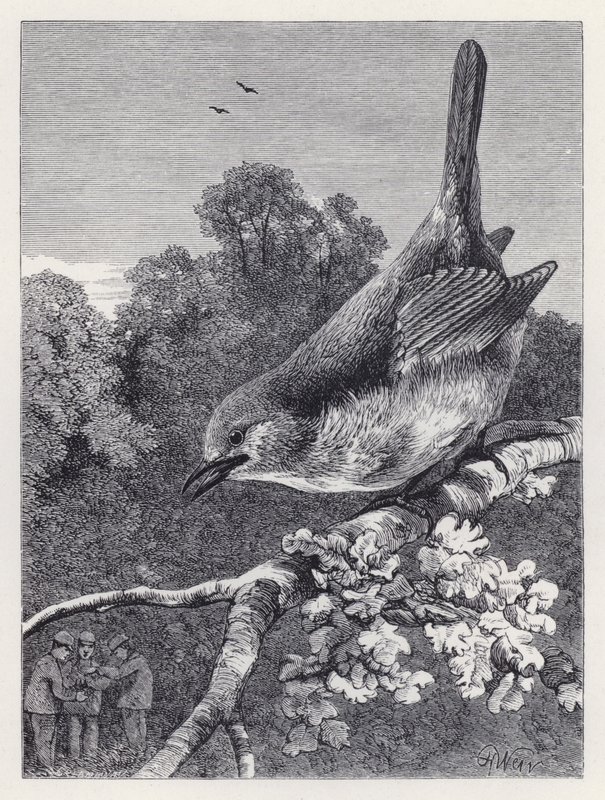 The Robin Watching the Boys with the Nest (engraving) 作者 哈里森·威廉·威尔