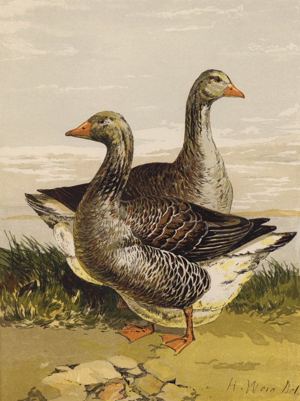 Toulouse Geese (chromolitho) 作者 哈里森·威廉·威尔