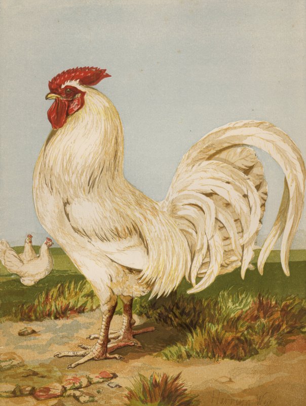 White Dorking (chromolitho) 作者 哈里森·威廉·威尔